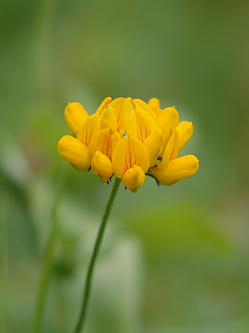 Plant - opgaande- klimmende - vaak holle stengels - Bloemen geel tot rood - Vlinderplant -Waardplant - icarusblauwtje